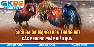 cach-da-ga-mang-luon-thang-voi-cac-phuong-phap-hieu-qua-gk88p-com